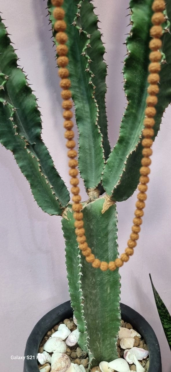 گردنبند سنگ طبیعی رودراکشا